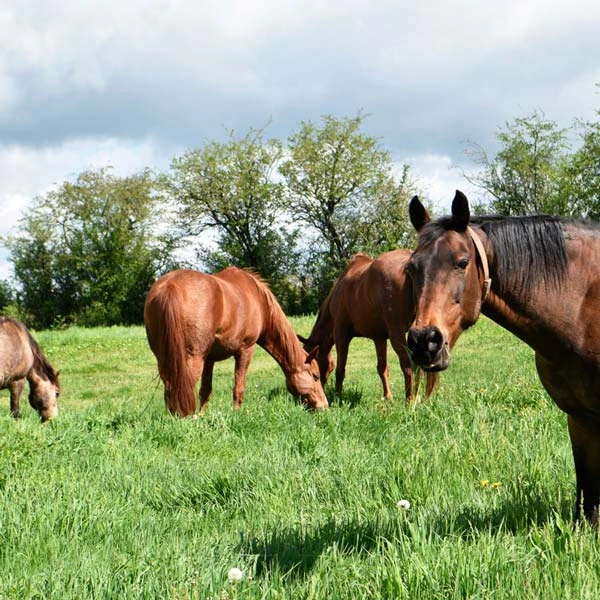 Pension pour chevaux à Ygrande, Allier